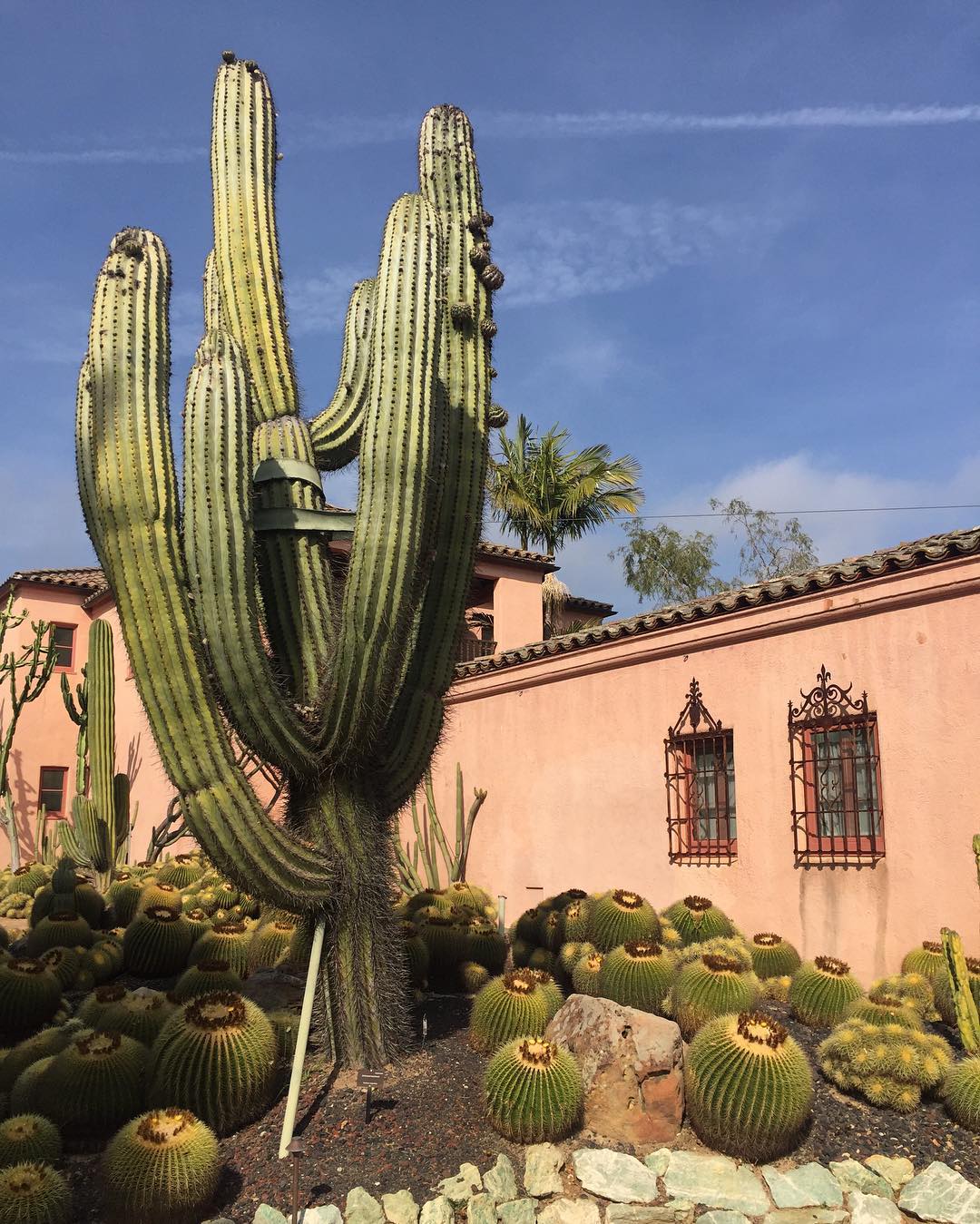 Saguaro cactus pink wall