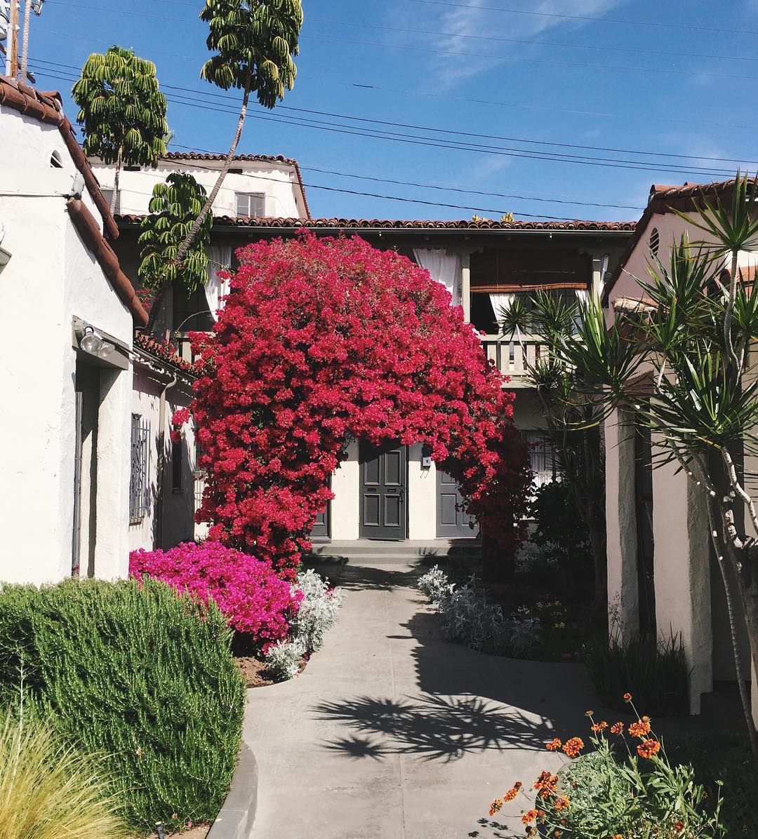Bougainvillea doorway