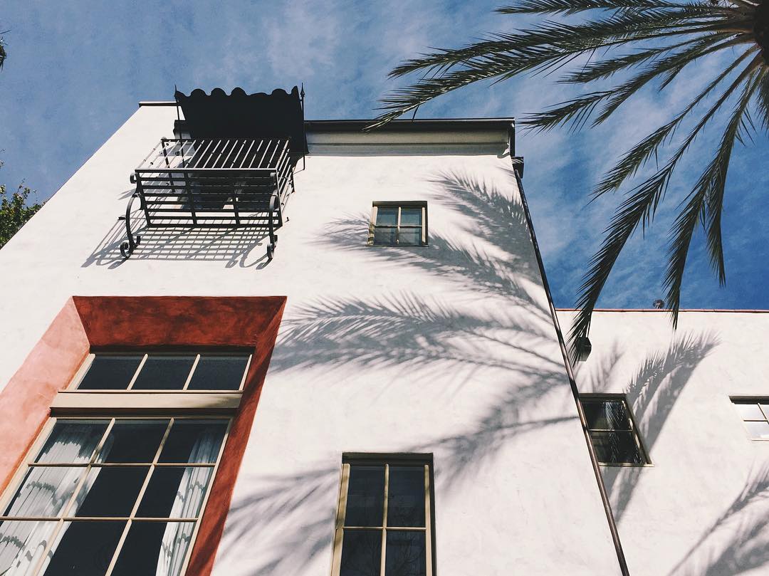 Palm shadow on white wall